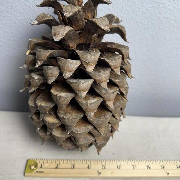 Giant Coulter Pine Cone 7-10 INCHES - Picture 4 of 9
